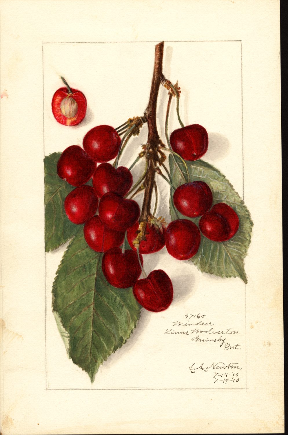 Watercolour of a branch of Windsor cherries with dark red fruit, green leaves, and one cherry cut in half